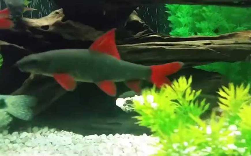 鱼