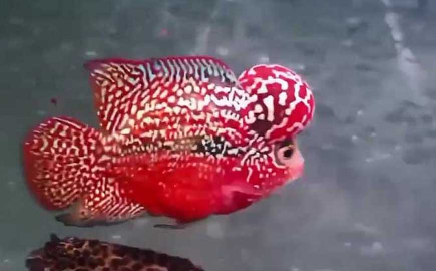 鱼