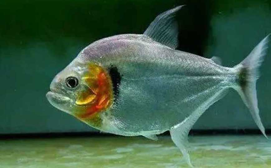 鱼