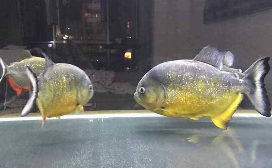 鱼类