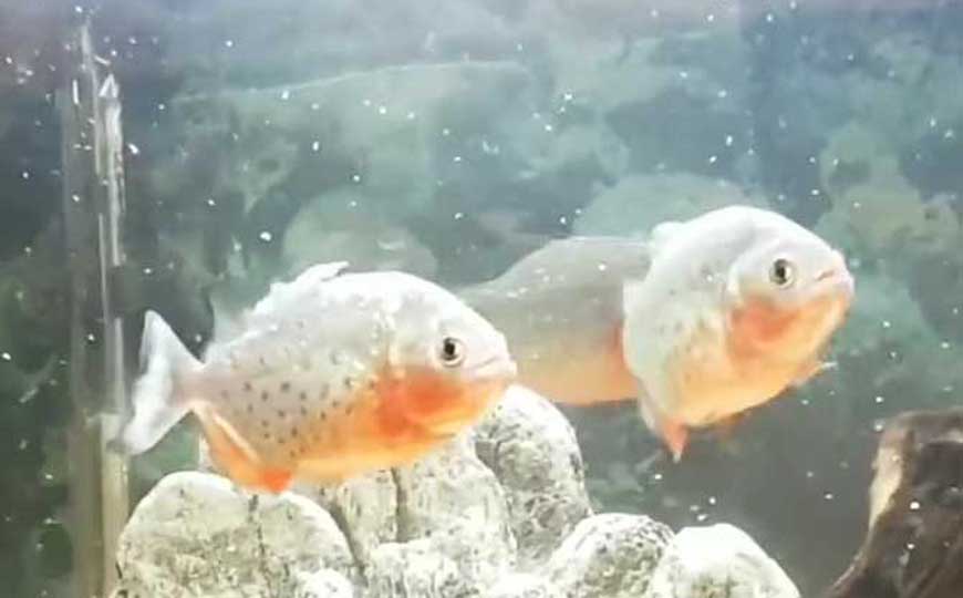鱼