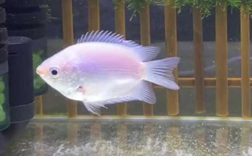 鱼