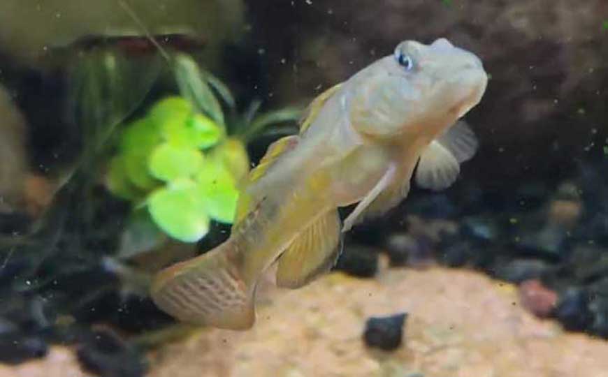 鱼