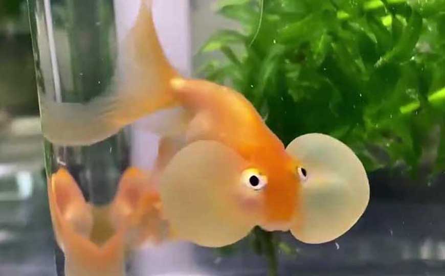 鱼
