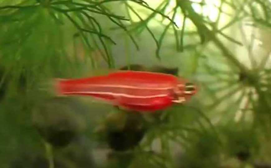 鱼