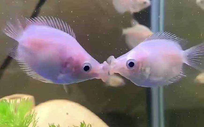 鱼
