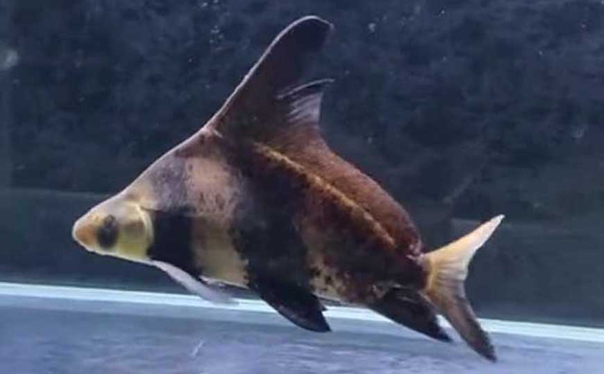 鱼