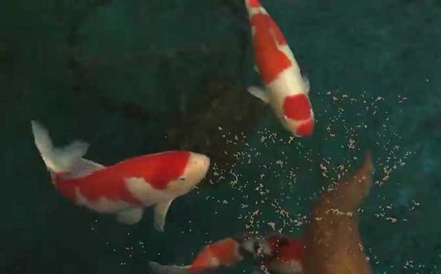 鱼
