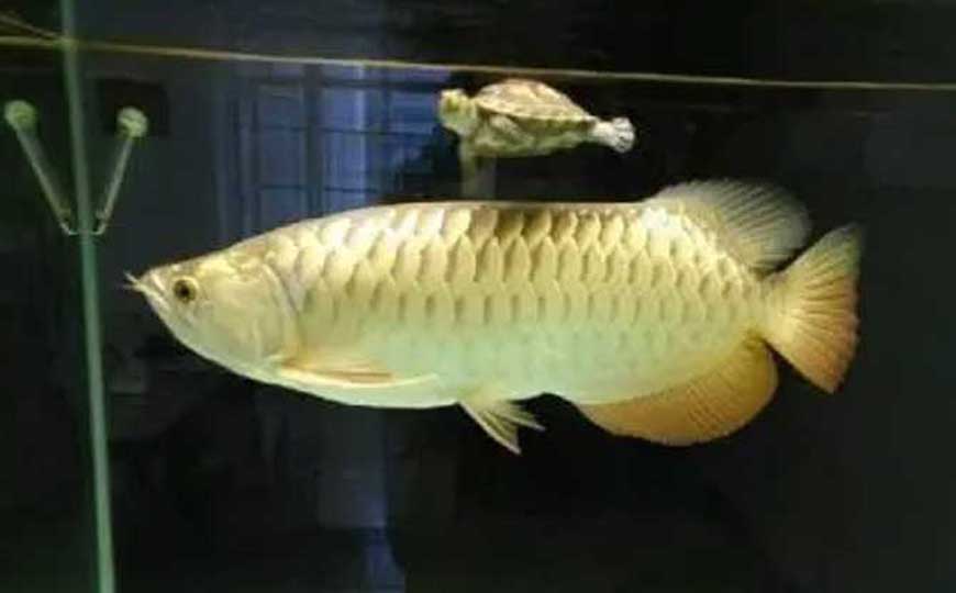 硬骨鱼