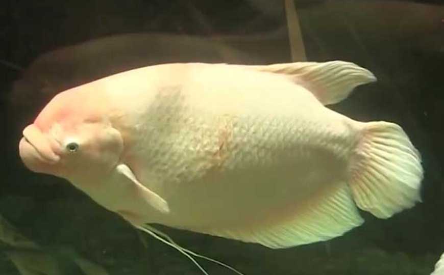 硬骨鱼