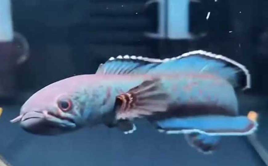 硬骨鱼