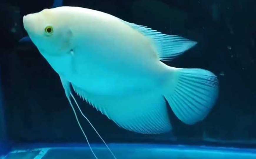 硬骨鱼