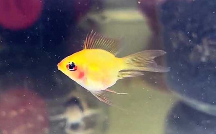 鱼