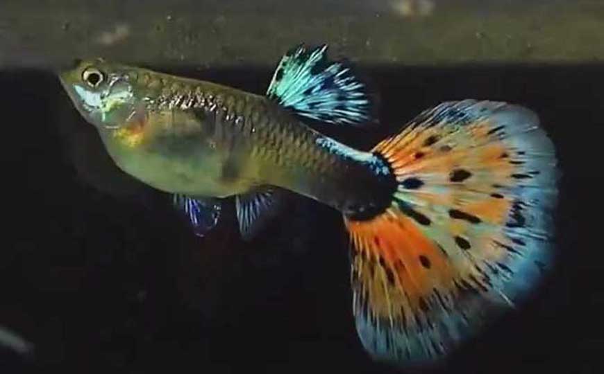 卵胎生鱼