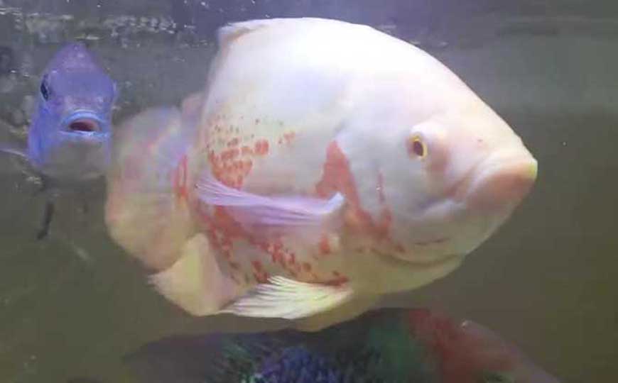 鱼
