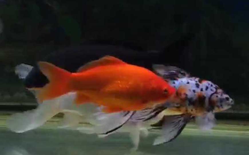 鱼