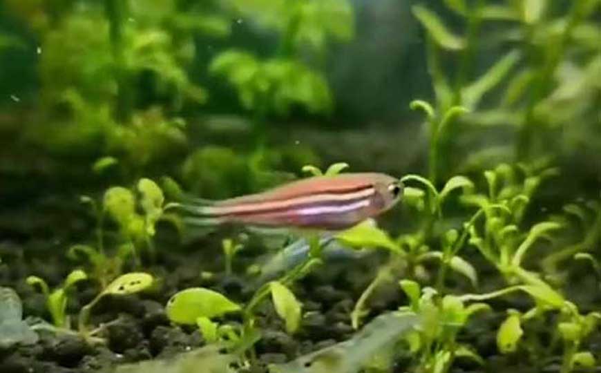 鱼