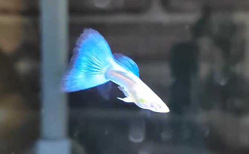 鱼