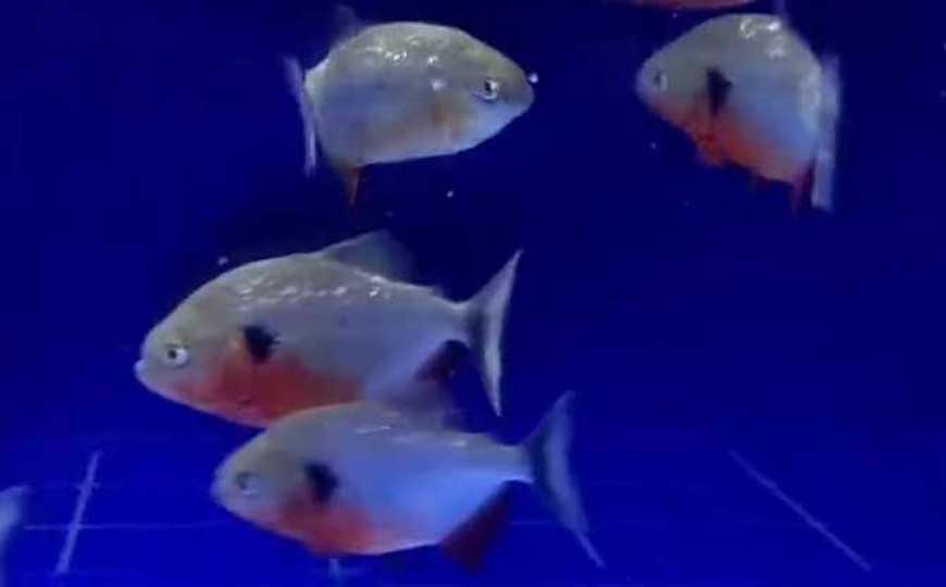 鱼