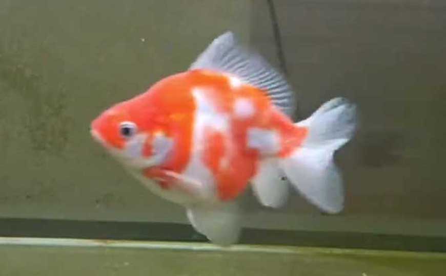 鱼