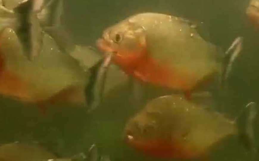 鱼