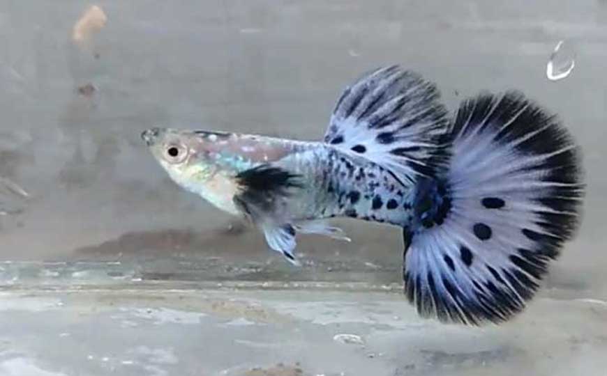 胎生鱼
