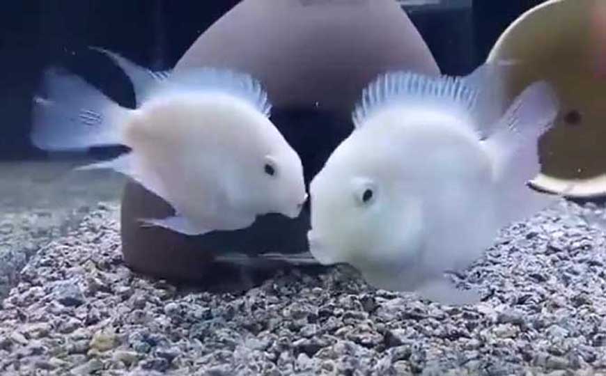 鱼