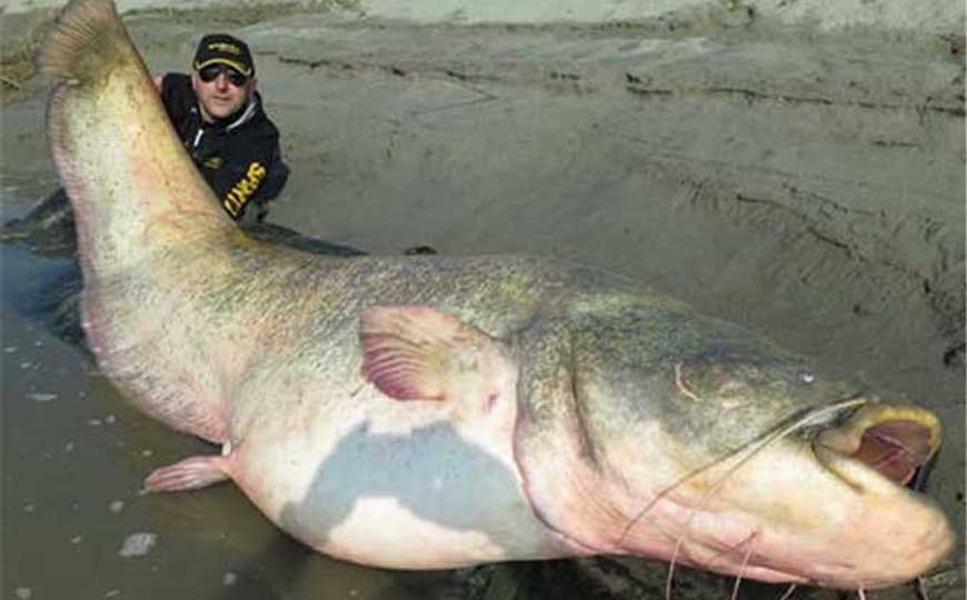巨无齿䰶