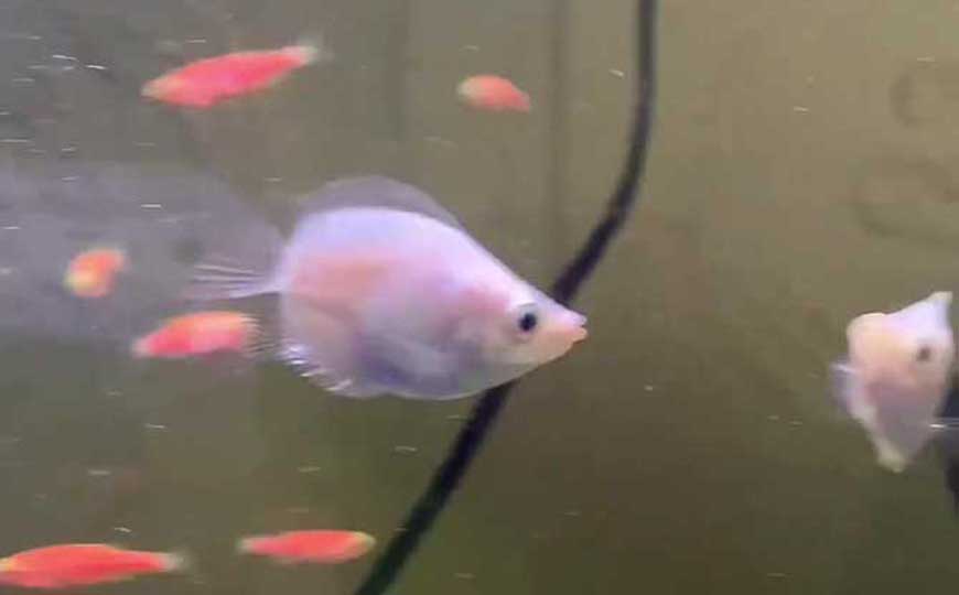 淡水鱼