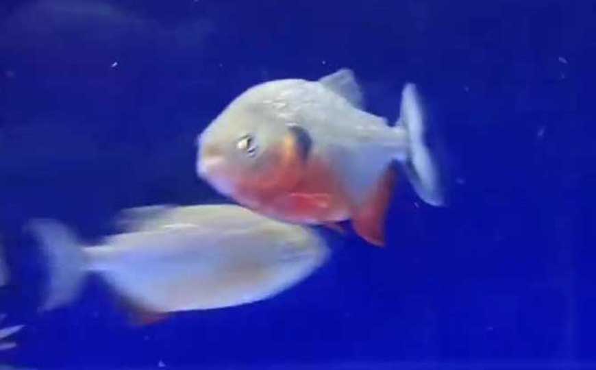母鱼