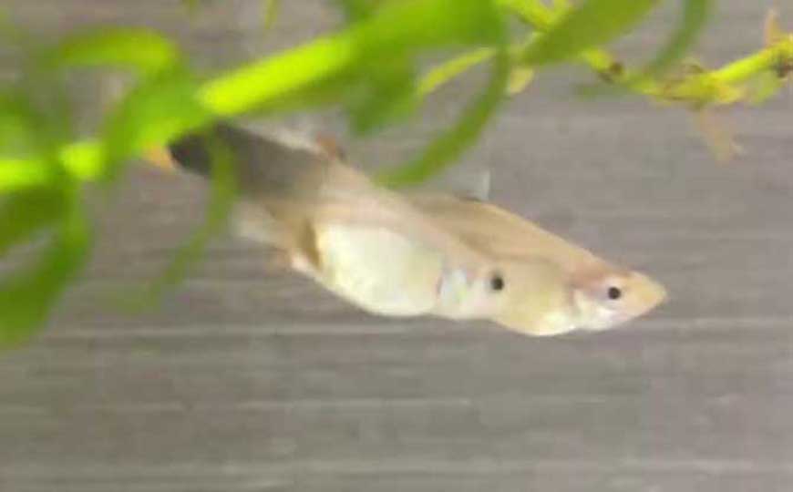 鱼