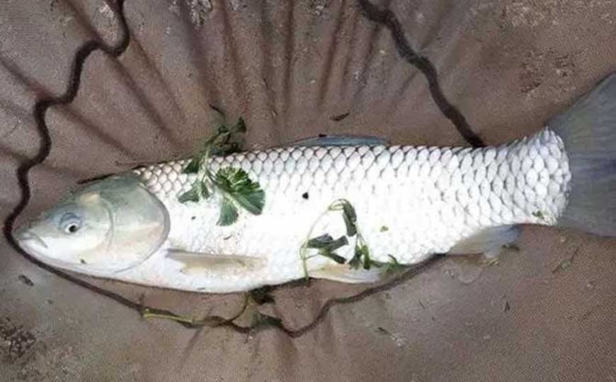 草鱼