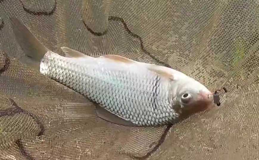 鲮鱼