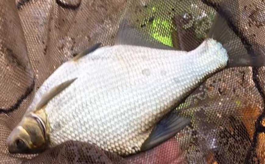 鲂鱼