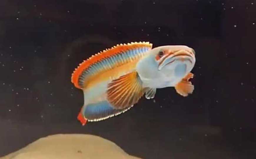 鱼