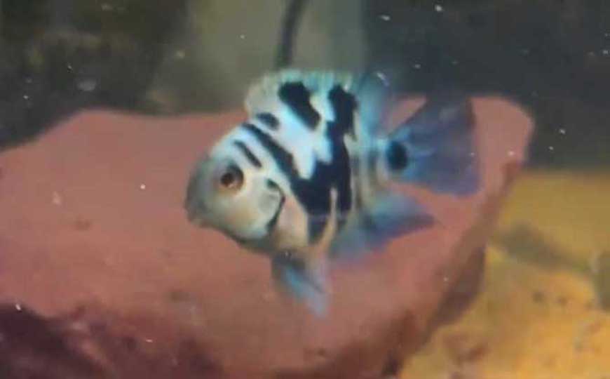鱼