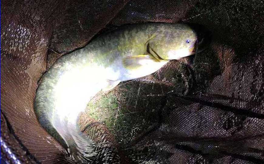 鲶鱼