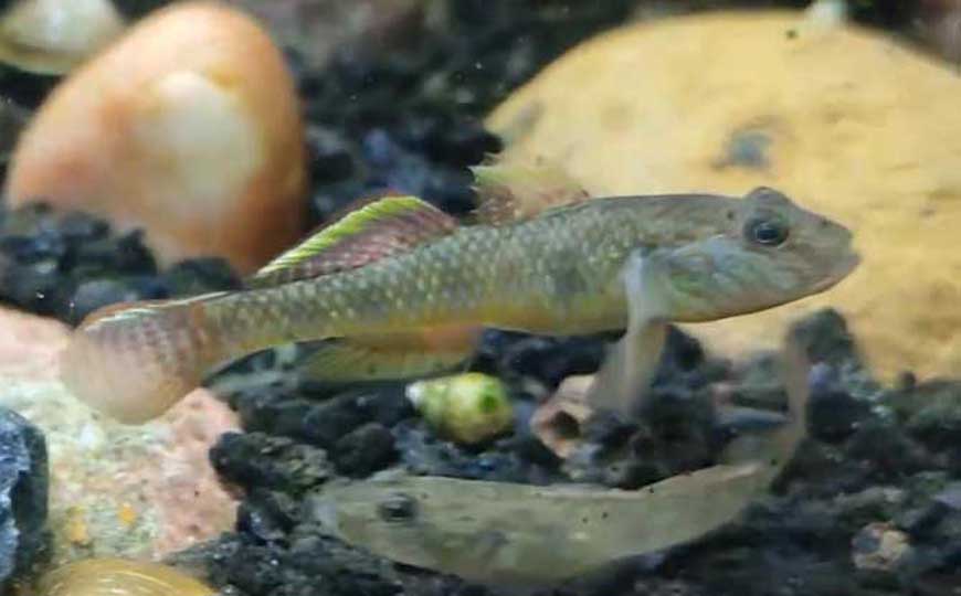 鰕虎鱼