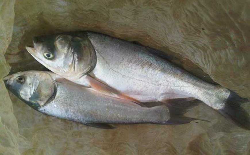 鲢鱼
