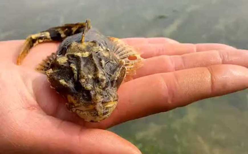 松江鲈鱼