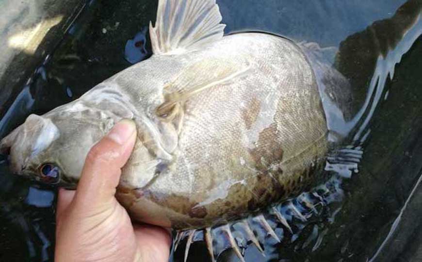 中国最好吃的淡水鱼排名