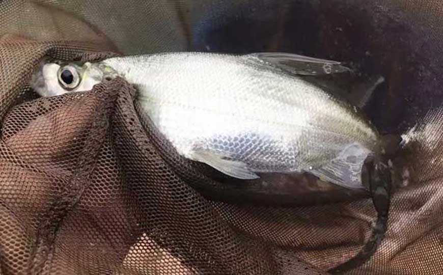 翘嘴红鲌