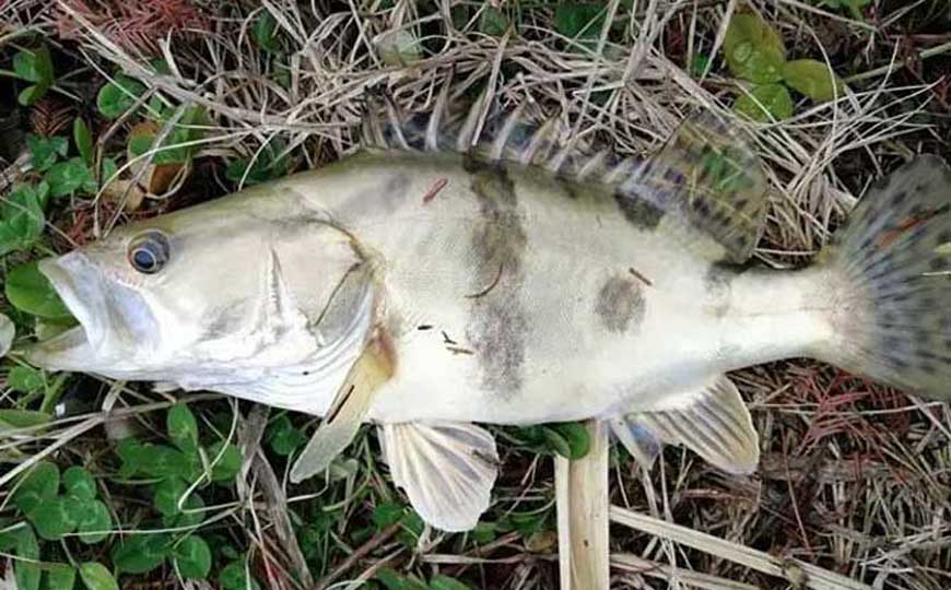 鳜鱼