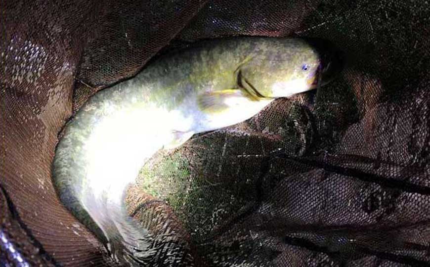 鲶鱼