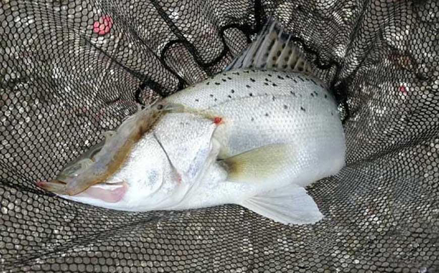 鲈鱼