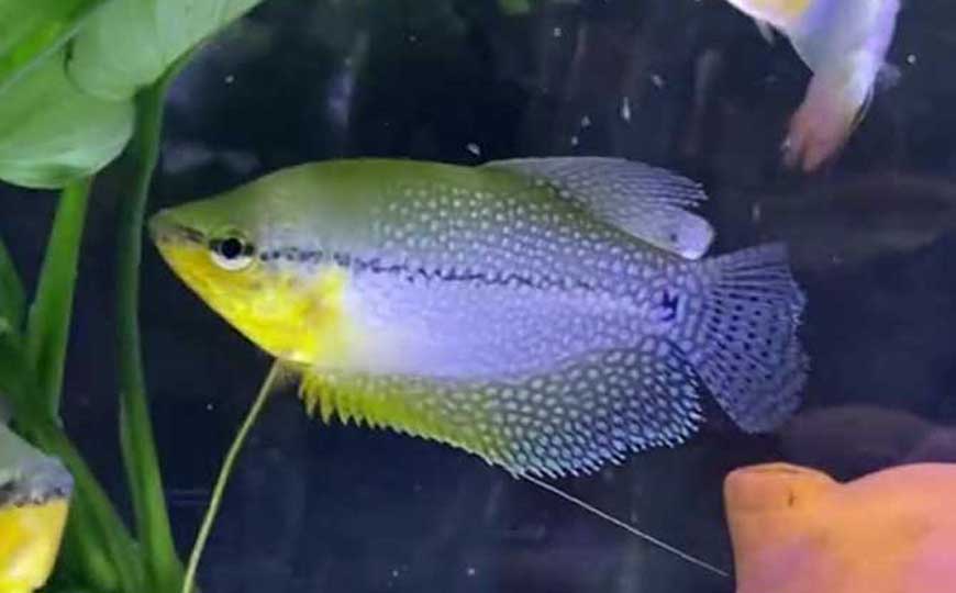 曼龙鱼