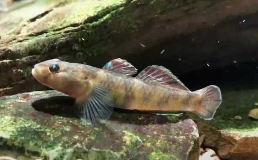 虾虎鱼