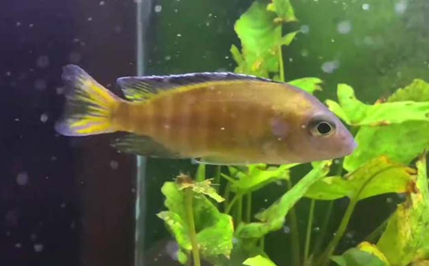 三湖慈鲷