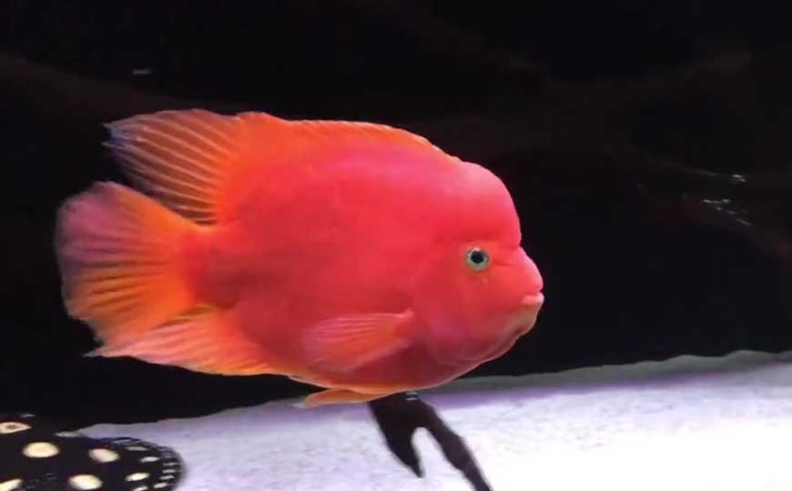 血鹦鹉