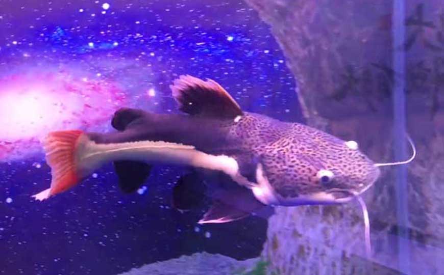 红尾鲶